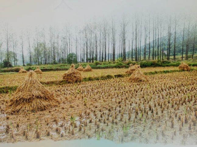 肥土不废，沃土“搬场”