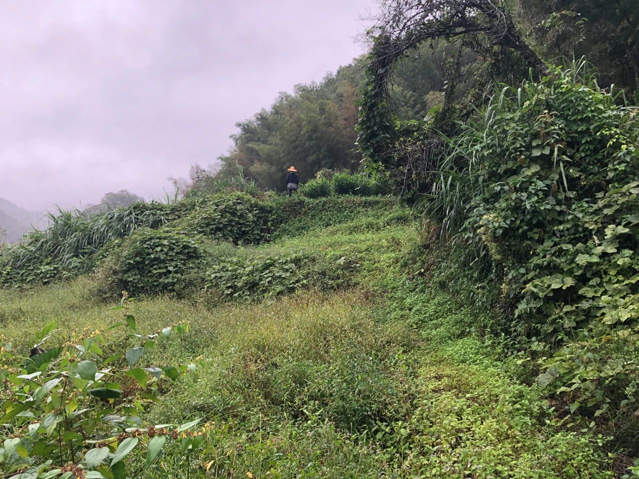 1066vip威尼斯规划 | 我司地皮整治项目二次荣登央视，荒地变良田，智绘好丰景